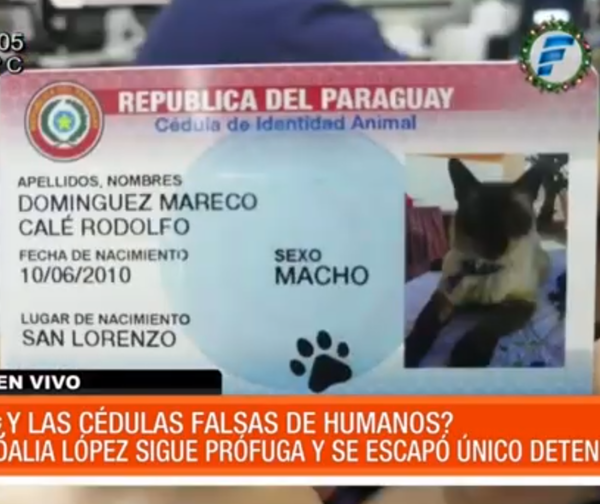 Policía se preocupa por 'cédulas' de mascotas mientras Dalia sigue prófuga