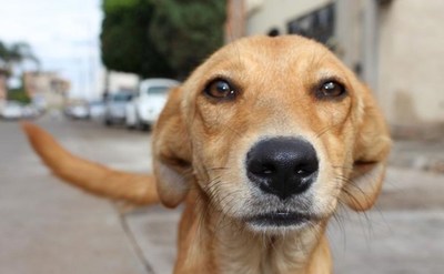 Indignación social: Investigados por dar Cédulas a mascotas - C9N