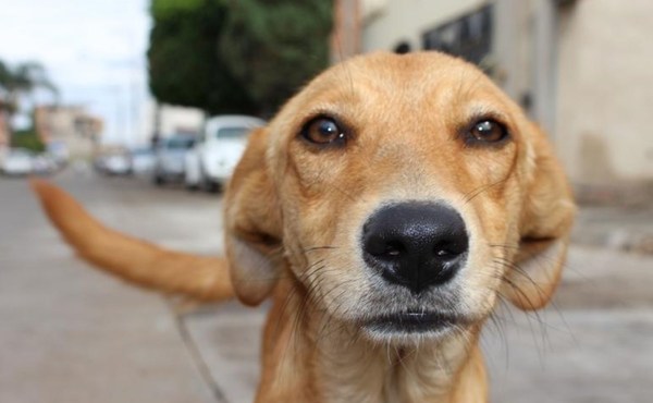 Indignación social: Investigados por dar Cédulas a mascotas - C9N