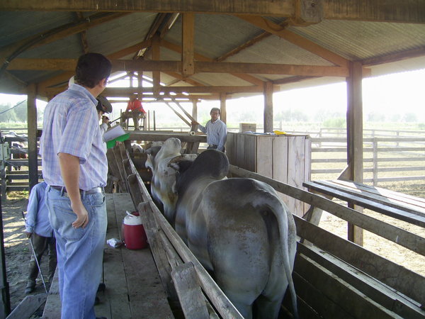 Sector cárnico baja el telón del año 2020 con récord en exportación bovina y aumento del hato ganadero