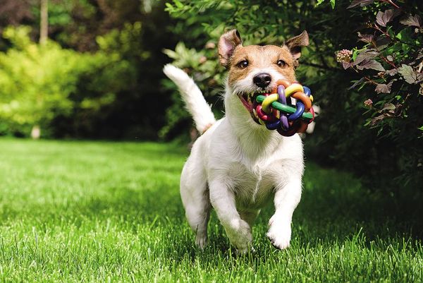 ¿Cómo proteger a nuestras mascotas de los estruendos de las bombas? - Nacionales - ABC Color