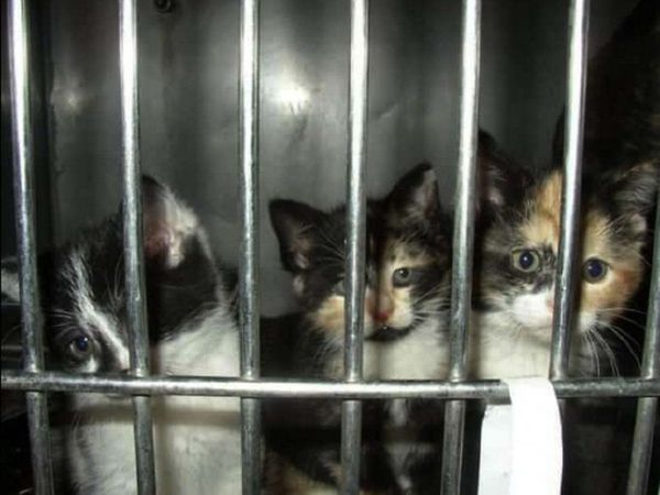 Empresa de cédulas para mascotas declara que no cometieron delitos