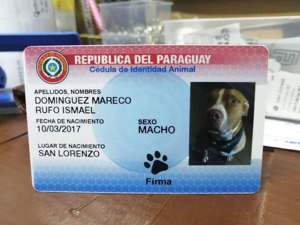 Empresa de cédulas para mascotas declara que no cometieron delitos