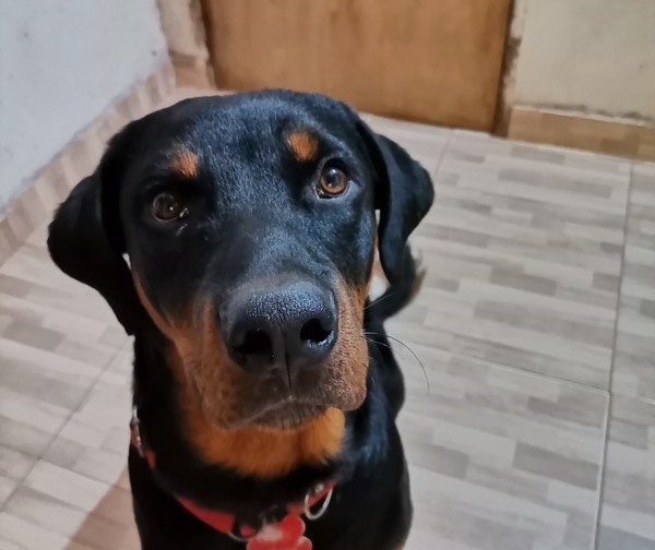 Piden cuidado especial para mascotas por pirotecnia