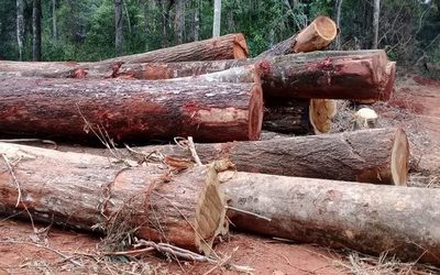 Imputan a dueño de inmueble por supuestos delitos ambientales – Diario TNPRESS