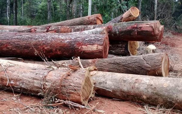 Imputan a dueño de inmueble por supuestos delitos ambientales – Diario TNPRESS