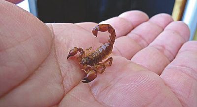 Vigilancia alerta sobre alacranes, ante clima propicio para que salgan - Megacadena — Últimas Noticias de Paraguay