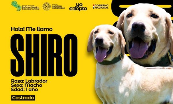 Buscan hogar para perros que sirvieron en la SENAD