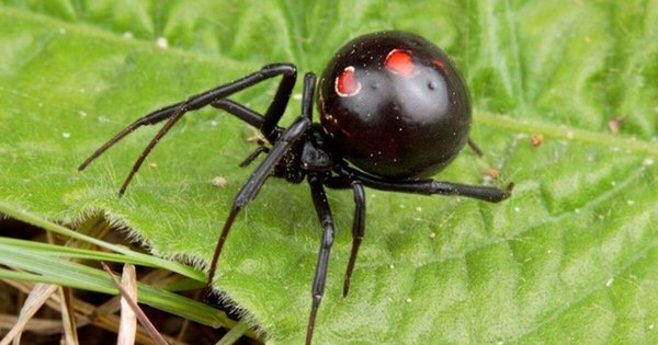 La Nación / Buscan traer antídoto para la picadura de viuda negra desde Argentina