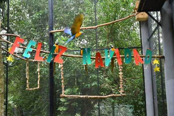 Animales del Centro Ambiental de ITAIPU tuvieron su festín navideño
