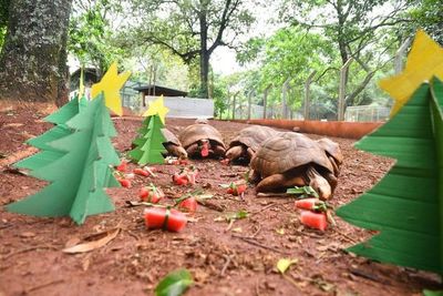 Animales del Centro Ambiental también festejaron la Navidad - ABC en el Este - ABC Color