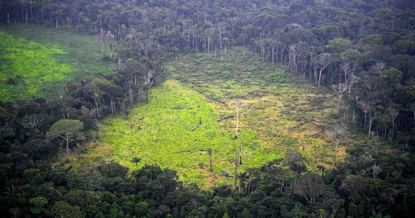 La Nación / El 2020, otro año negro para el medio ambiente en Latinoamérica