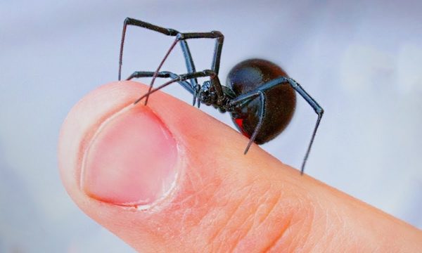 Pequeña viuda negra le picó mientras dormía, ahora el hombre está grave en terapia intensiva