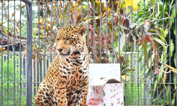 Animales del Centro Ambiental de ITAIPÚ tuvieron su festín navideño