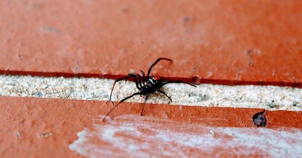 La Nación / Falleció el hombre picado por una viuda negra, no consiguió el antídoto