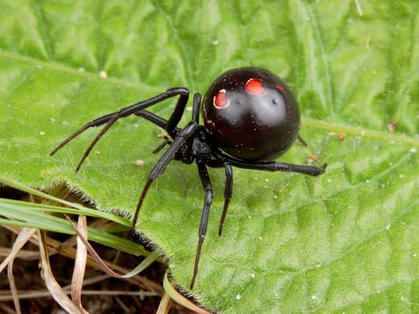 Falleció el hombre que fue picado por una araña 'viuda negra' - Megacadena — Últimas Noticias de Paraguay