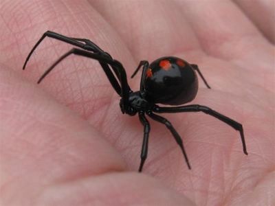 Falleció paciente que fue picado por viuda negra - Noticiero Paraguay