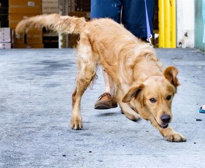 Llegan a Florida 20 golden retriever salvados de carnicerías en China - Mascotas - ABC Color
