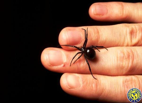 Murió el luqueño que fue picado por araña "viuda negra" •