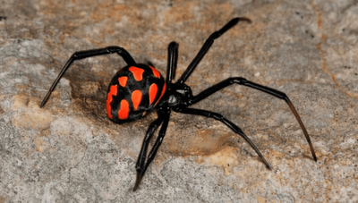 Crónica / Murió el karai picado por una viuda negra