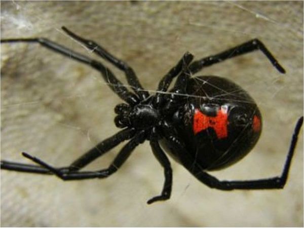 Tras muerte por picadura de araña, Salud advierte que es un "peligro real"