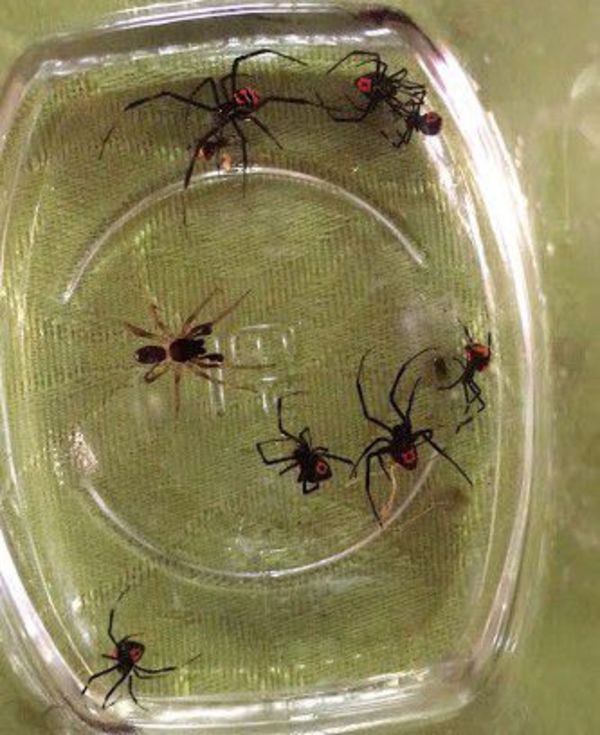 Vecinos en pánico por muerte producida por picadura mortal de araña - Nacionales - ABC Color