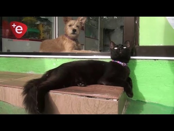 Fiestas y pirotecnia: ¿Cómo proteger del ruido a nuestros perros y gatos?