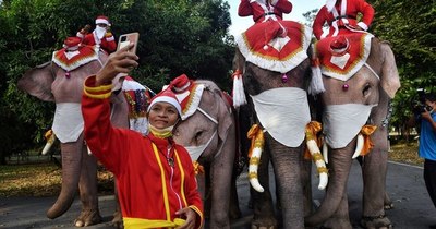 La Nación / Elefantes vestidos de Papá Noel reparten tapabocas en una escuela de Tailandia