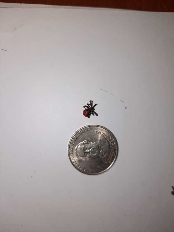 Salud pide precaución tras fatal desenlace por picaduras de araña en Luque » Ñanduti