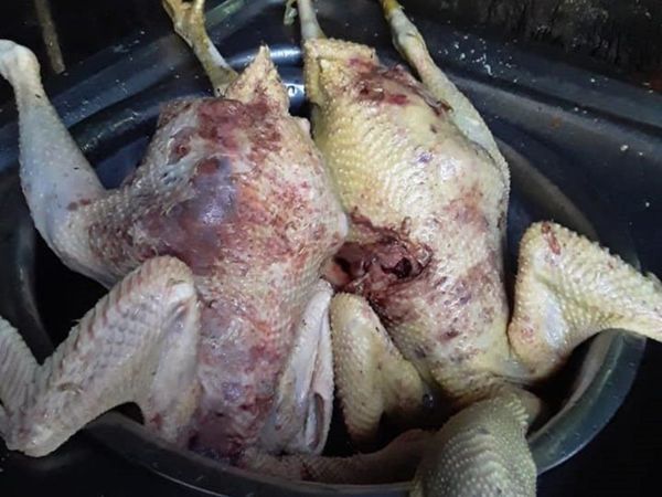 Perros de intendente mataron más de 30 gallinas, denuncian