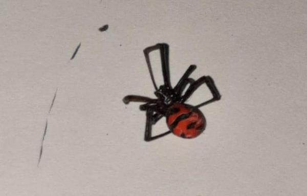 Fallece hombre que fue picado por araña “viuda negra”