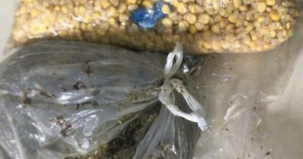 La Nación / Interna pasó Navidad en su casa y trató de meter cocaína al volver al Buen Pastor
