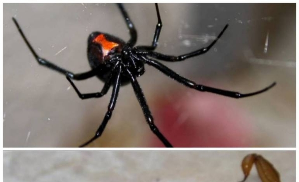HOY / Piden notificar picaduras de arañas y otros insectos a fin de prever antídotos