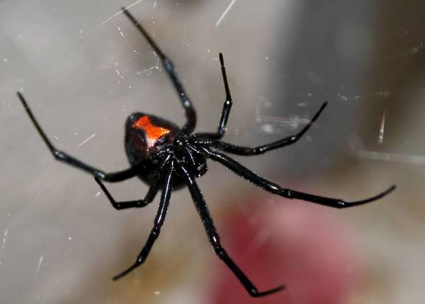 Murió el paciente internado por la picadura de una araña