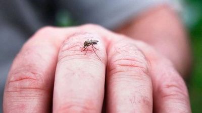 Salud emite alerta epidemiológica ante probable aparición de dengue
