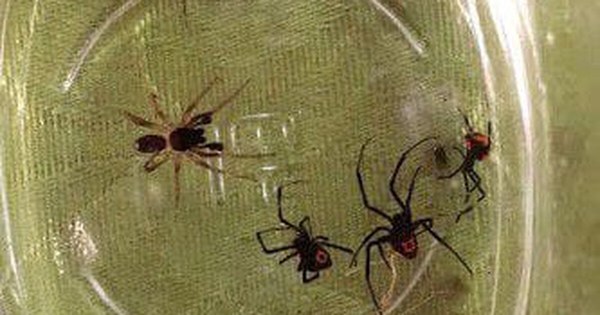 La Nación / Viuda negra: vecinos limpian y encuentran varias arañas de la misma especie