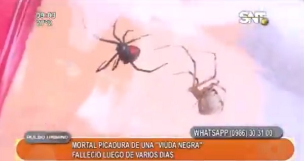 Vecinos están en alerta ante invasión de arañas en Luque