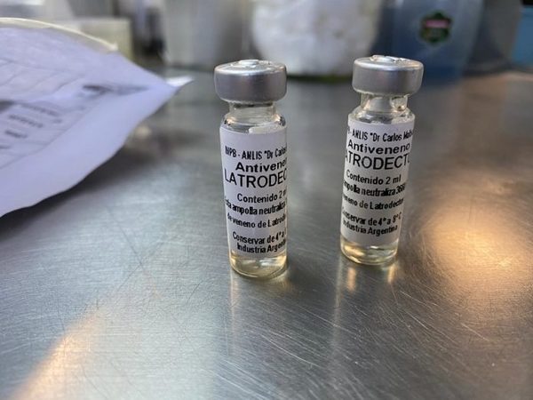 Salud recuerda cuidados a tener en cuenta para evitar ataque de arañas peligrosas