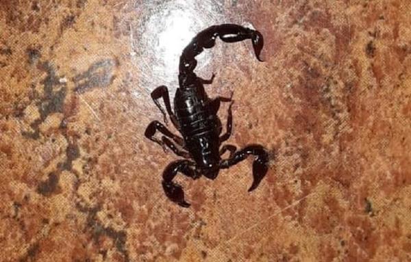 Temporada de alacranes: recomendaciones y cuidados