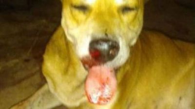Un cebollón explotó en el hocico de un perro en Concepción