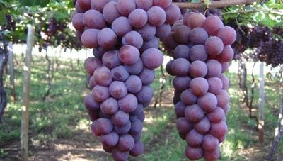 Productores de La Colmena destacan buena cosecha de uvas (reclaman mejores precios y mayor acompañamiento del Gobierno)