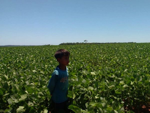 Antropóloga señala que soja invade las tierras de indígenas