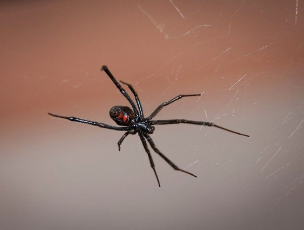 Directora de Salud aclara sobre falta antídotos para picaduras de araña · Radio Monumental 1080 AM