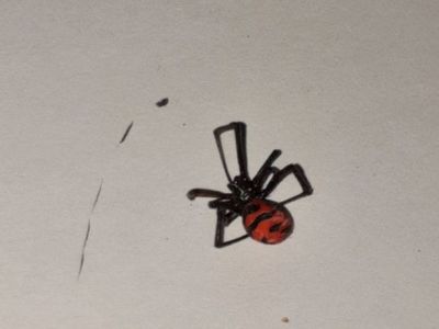 Fallecimiento por picadura de araña es el primero reportado en el país