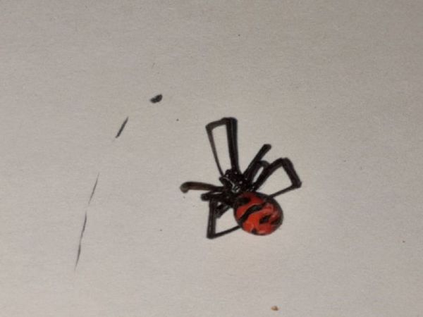 Fallecimiento por picadura de araña es el primero reportado en el país
