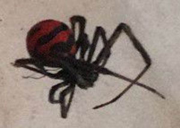 Biólogo lamenta que por poca investigación sobre insectos peligrosos no se produzcan antídotos - A La Gran 7-30 - ABC Color