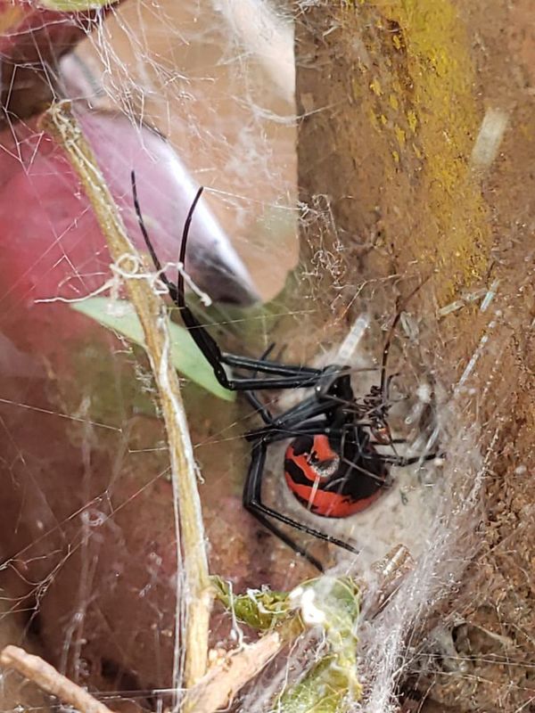 ¿Cómo actuar ante picaduras de arañas o alacranes? - Nacionales - ABC Color