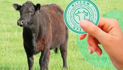 BitCow: La moneda virtual que permite invertir en ganadería llegaría a Paraguay en 2021 (es un boom en Argentina)