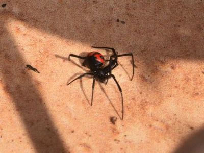 Picadura de araña: Disminuye riesgo con aplicación rápida del antídoto