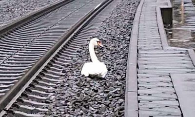 Un cisne, de luto, interrumpe la circulación ferroviaria en Alemania - Mundo - ABC Color